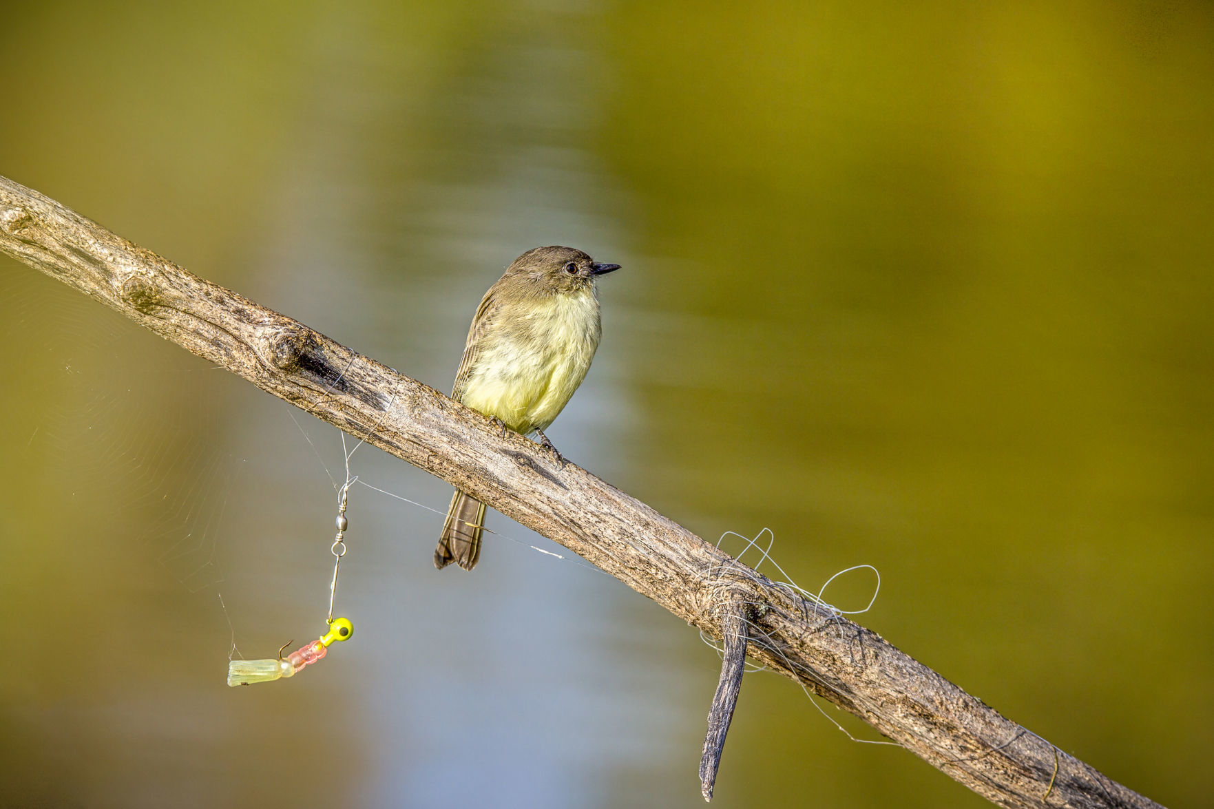 An Eastern Phoebe surrounded by fishing line and a lure.